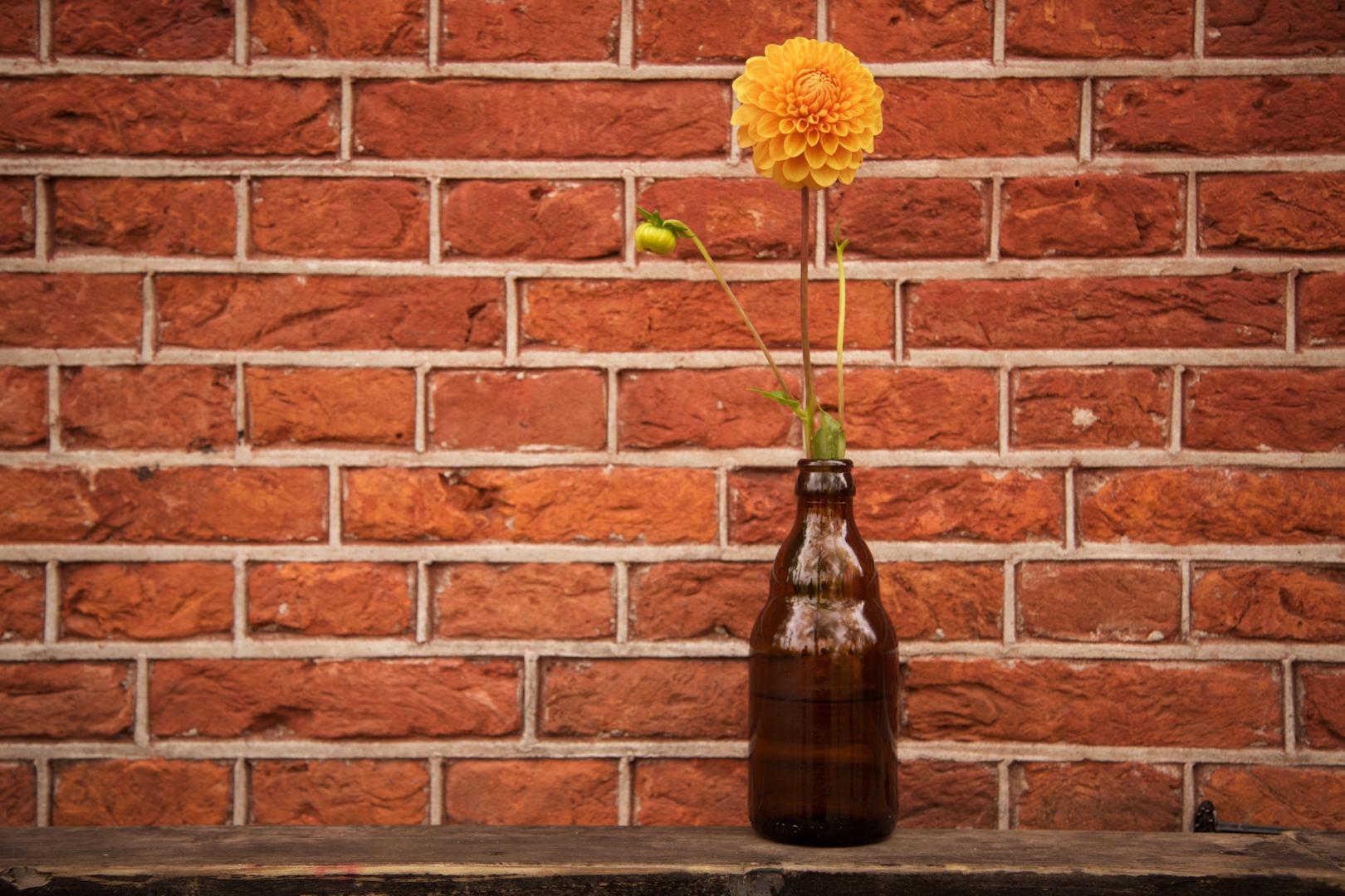 5 façons de réutiliser les bouteilles de bière