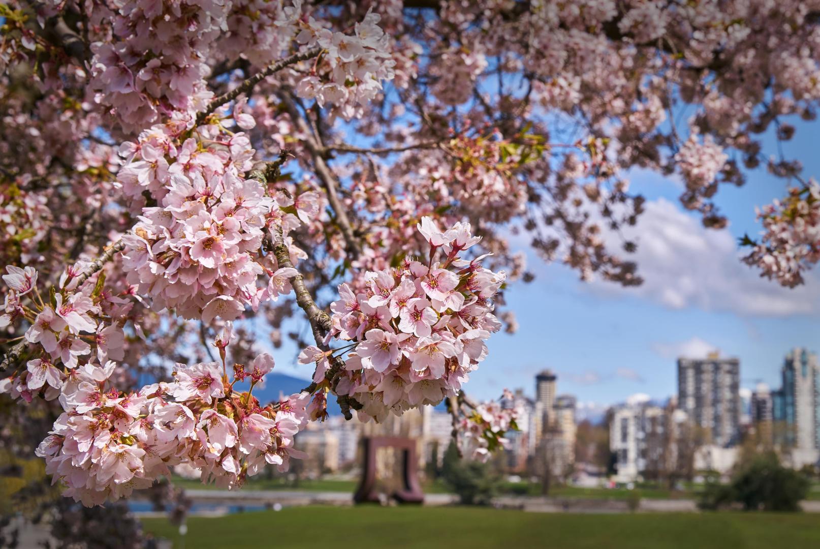 Cherry Blossoms Across Canada